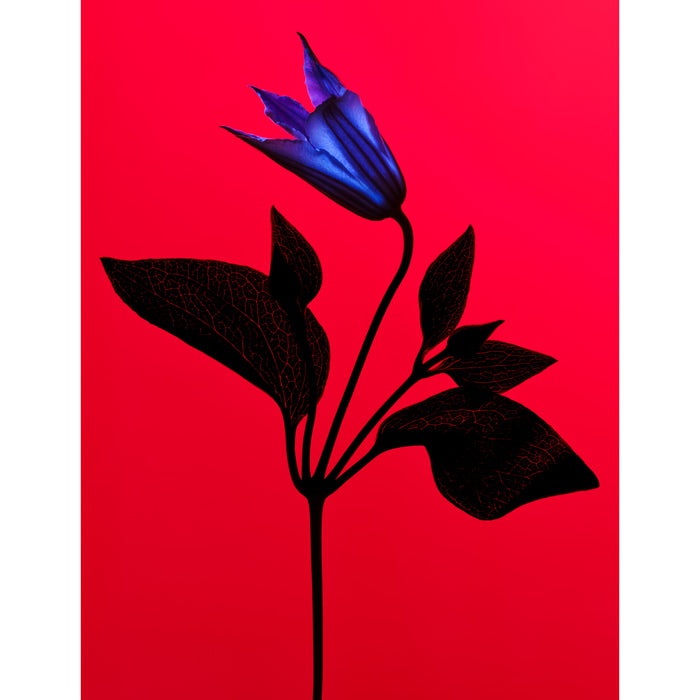 Manasi 7 Fleur abstraite de couleur d'éclat d'oeil