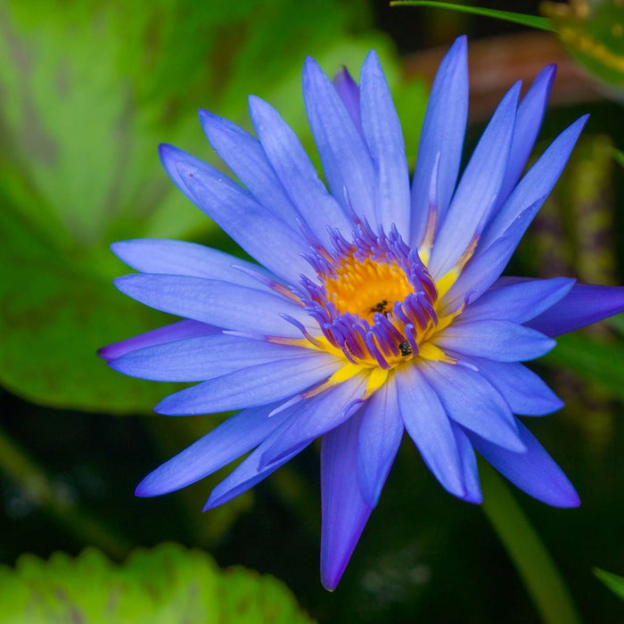 Golden Moon Milk: Blue Lotus Vanilla - Lotus flower
