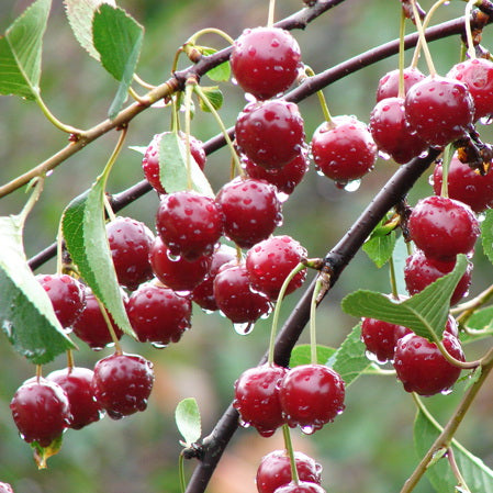 Oden Vitamin Serum Sour Cherry