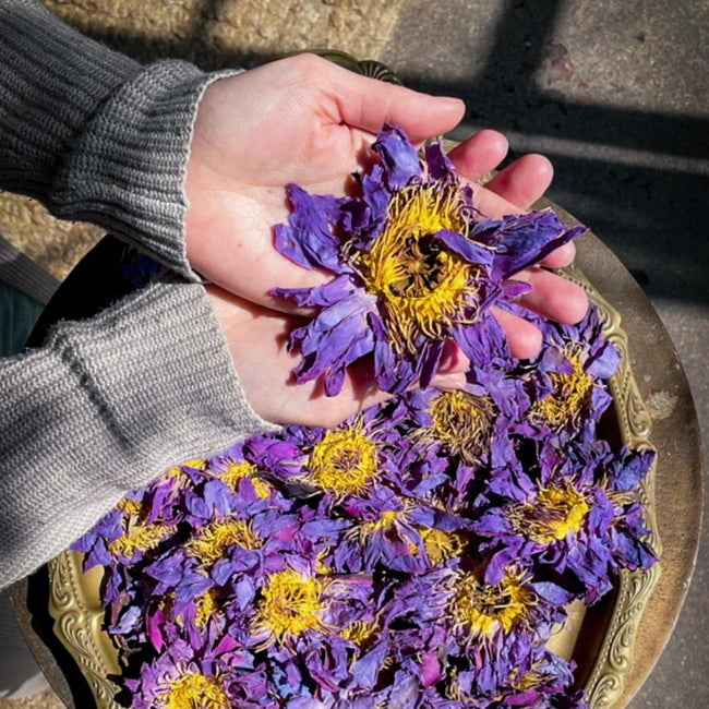 Lotus Bleu : Fleurs Entières 3 pcs - fleur à la main
