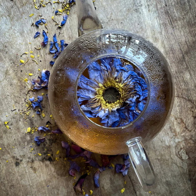 Blue Lotus: Whole Flowers 3 stk - flower in tea pot