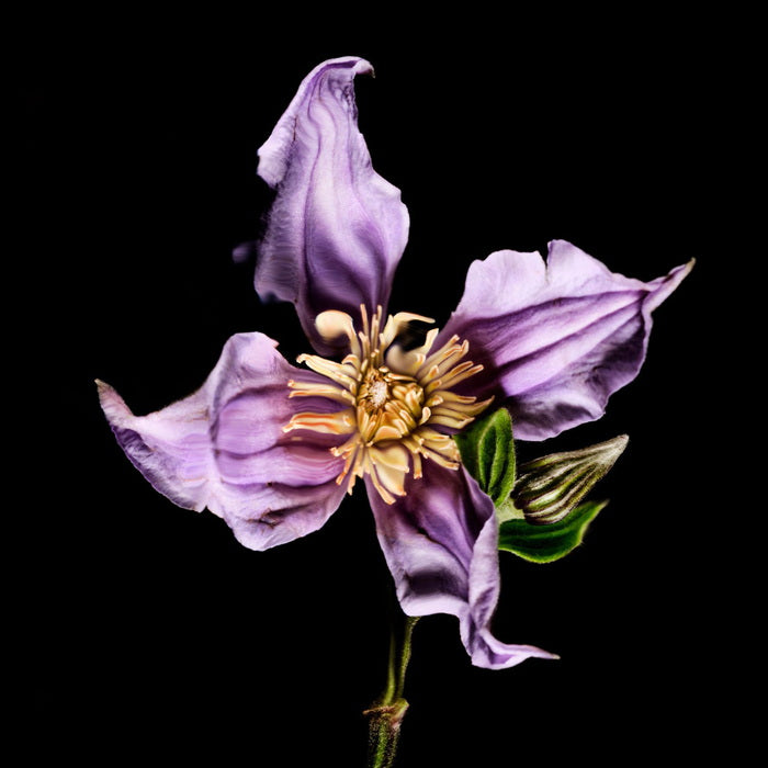 Manasi 7 Luz estroboscópica Heliconia Mood con flor