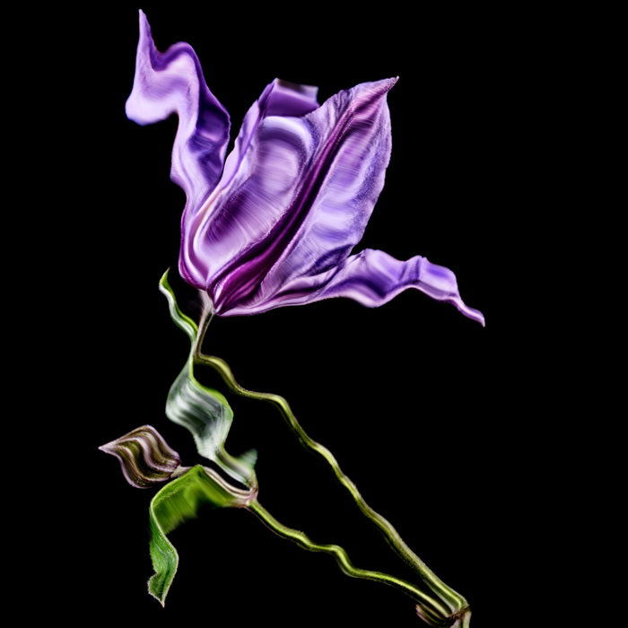 Manasi 7 Ambiance de fleur d'Heliconia à briquet stroboscopique